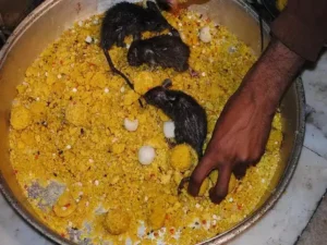 करणी माता मंदिर: बीकानेर का अद्भुत चूहों वाला मंदिर