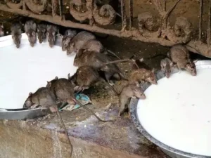 करणी माता मंदिर: बीकानेर का अद्भुत चूहों वाला मंदिर